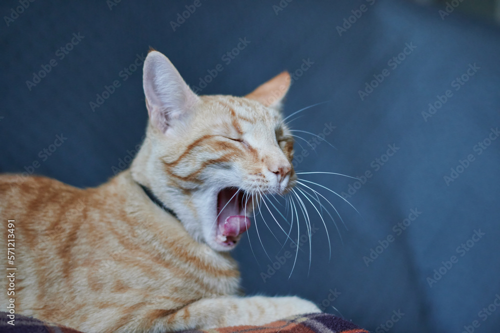 A cute cat yawning and laying down on a sofa A cute cat yawning and laying down on a sofa