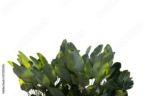 Shady plant isolated on transparent background.