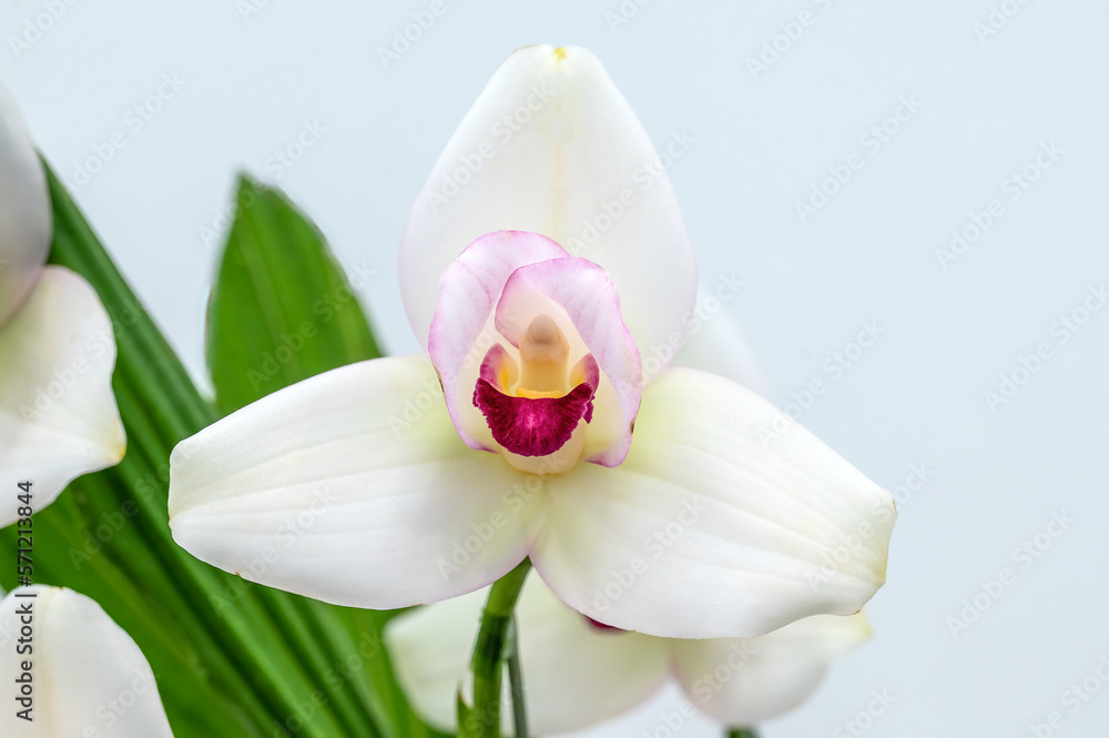 Obraz premium Lycaste Rakuhoku 'Miyabi' a white orchid flower