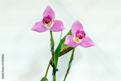 Lycaste virginalis x Spring Scene 'Meme' a pink orchid flower photo