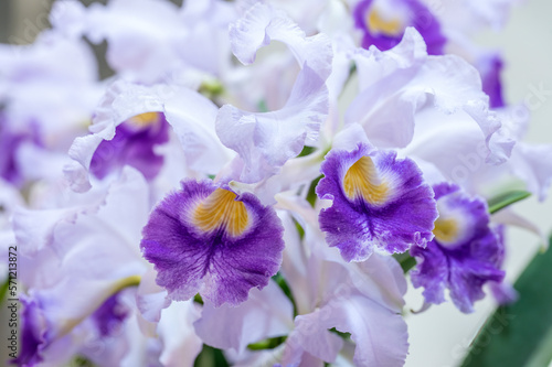 Cattleya Lawre-Mossiae  Fascinating Purple  orchid flower