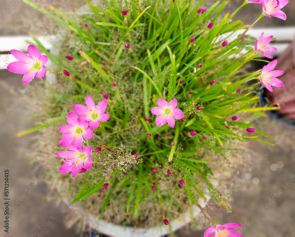 Obraz premium Closeup of beautiful pink flower blooming in the garden, nature photography, natural gardening background