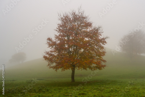 Autumnal © Scott Macintyre