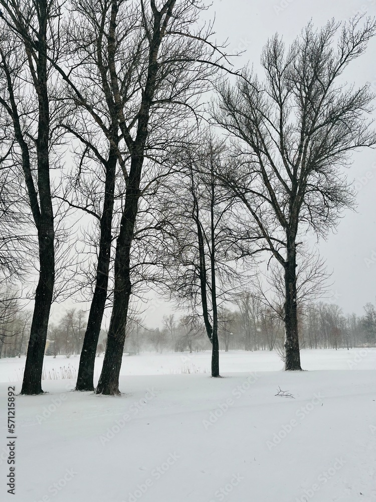 Snowy trees in the empty park, winter park Snowy trees in the empty park, winter park