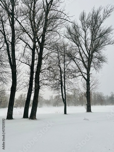 Snowy trees in the empty park, winter park