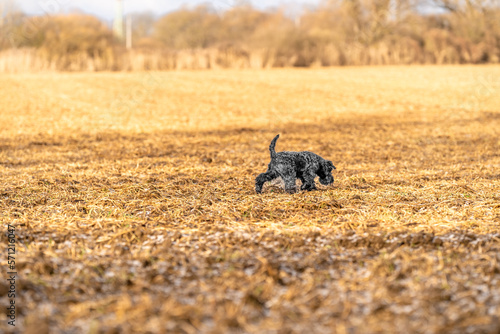 dog on a walk in nature on field. little black schnauzer © edojob