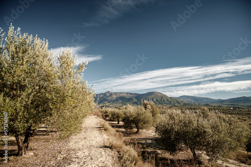 Olive trees in Olive grove in winter near the town of Gorga, Alicante province, Valencian Community, Spain
