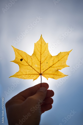 Holding a yellow maple leaf in the sunlight