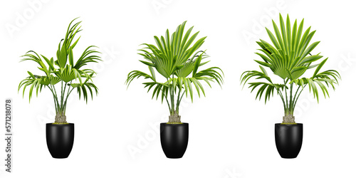 Set of palm plants in pots isolated, black vase, interior and exterior decoration, 3d render illustration.