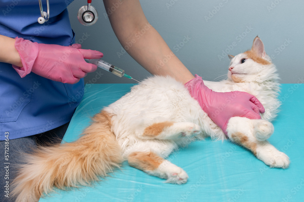 veterinarian giving an injection to a cat