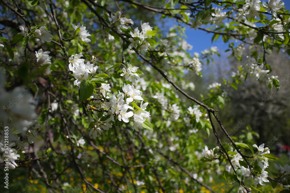 blossom trees in spring park blossom trees in spring park