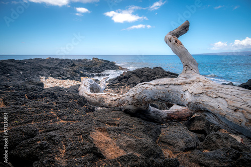 Large piece of white driftwood on a beach of black lava rocks