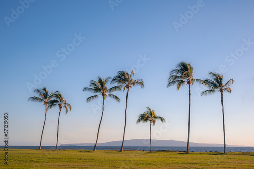 Line of palm trees along the Pacific Ocean. © David