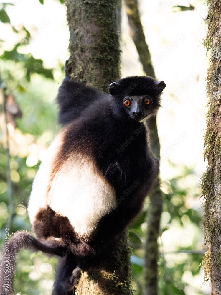 Naklejka premium Sifaka Edvardsova, Propithecus Edvardsi, Milne-Edwards's sifaka