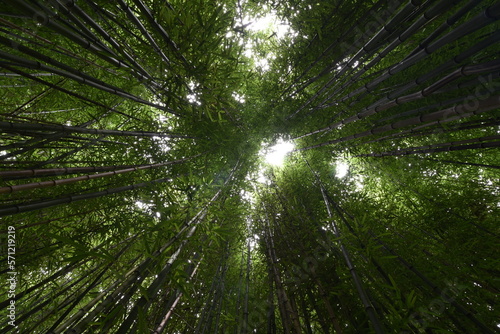 Looking straight up in a thick bamboo forest