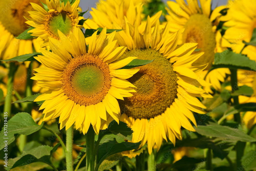 Sunflower natural background, Sunflower blooming, Close-up of sunflower Sunflower natural background, Sunflower blooming, Close-up of sunflower