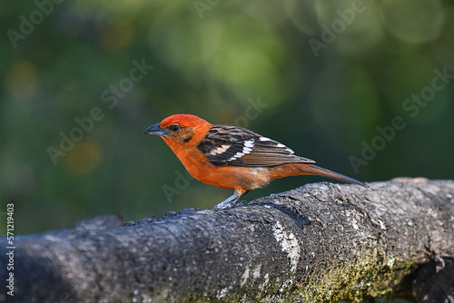 Flame-colored Tanager male standing on a branch photo