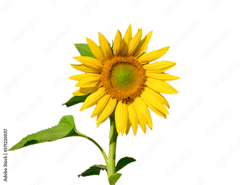 Obraz premium Sunflower isolated on white background