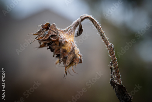 Fotografie A dead sunflower in the autumn