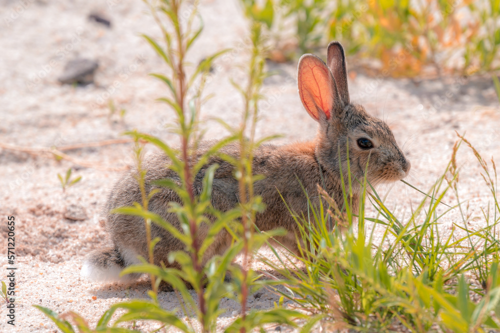 Fototapeta premium A cute furry bunny in the Colorado prairie
