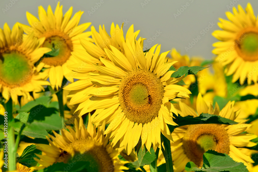Sunflower natural background, Sunflower blooming, Close-up of sunflower Sunflower natural background, Sunflower blooming, Close-up of sunflower