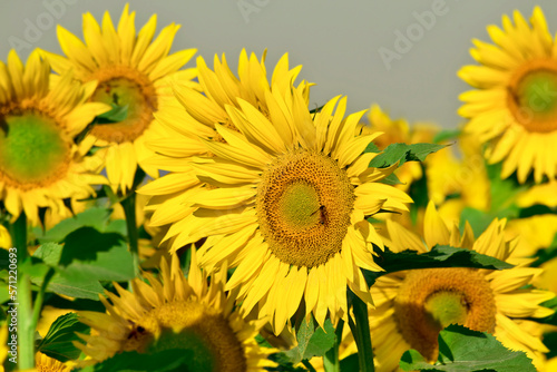 Sunflower natural background, Sunflower blooming, Close-up of sunflower