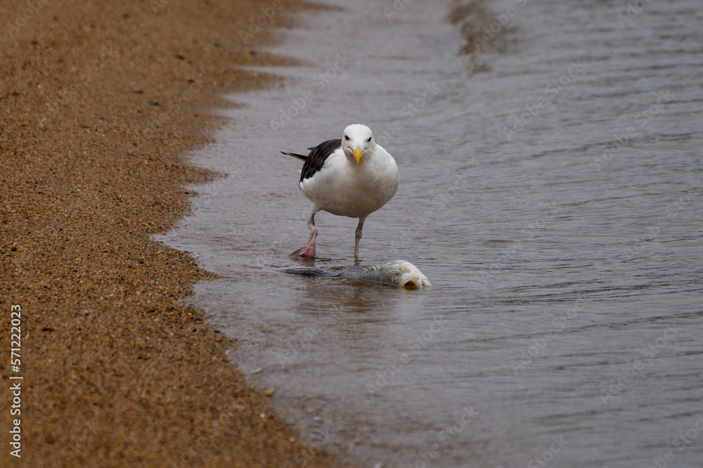 Lone seagull looking for food along the ocean coastline Lone seagull looking for food along the ocean coastline
