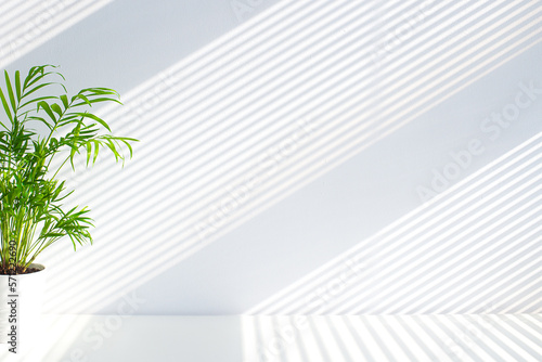 Tropical palm leaves with shadows on white concrete wall abstract blurred tropical background. Minimal scene for product display presentation © rasa