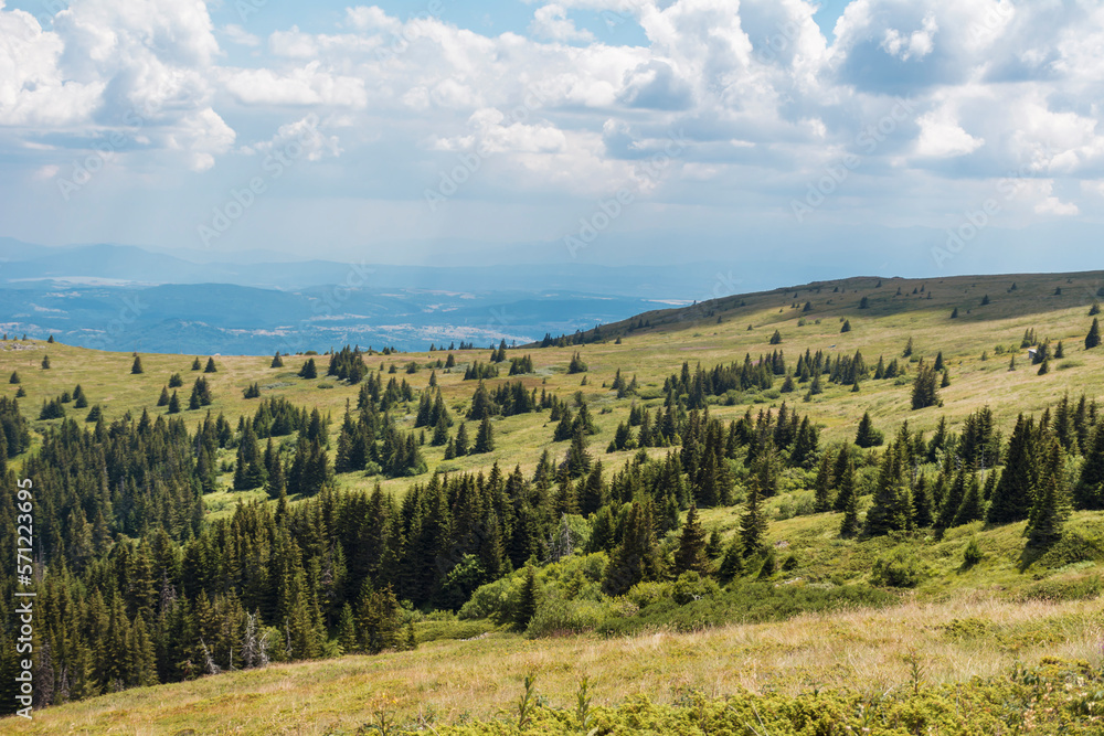 Fototapeta premium Summer Mountain Landscape with Pine Trees . Vitosha Mountain ,Bulgaria 