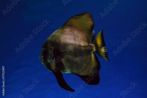 Fotografía Platax in dark blue water. Orbicular batfish.