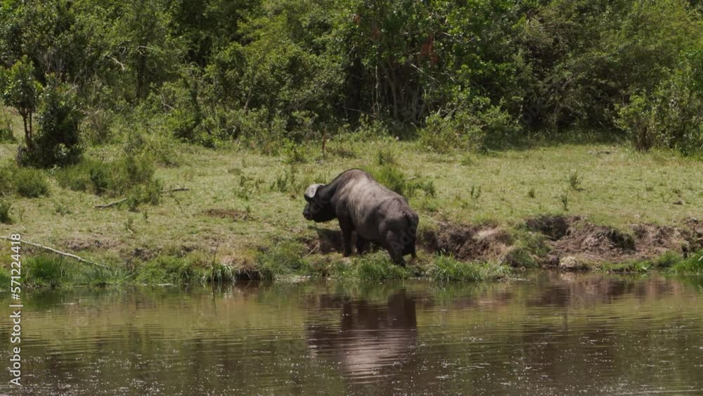 Strong African buffalo standing in water eating and coming ashore. African buffalo is considered very hardy animal this animal is dangerous and strong but is considered quite vulnerable. Strong African buffalo standing in water eating and coming ashore. African buffalo is considered very hardy animal this animal is dangerous and strong but is considered quite vulnerable.