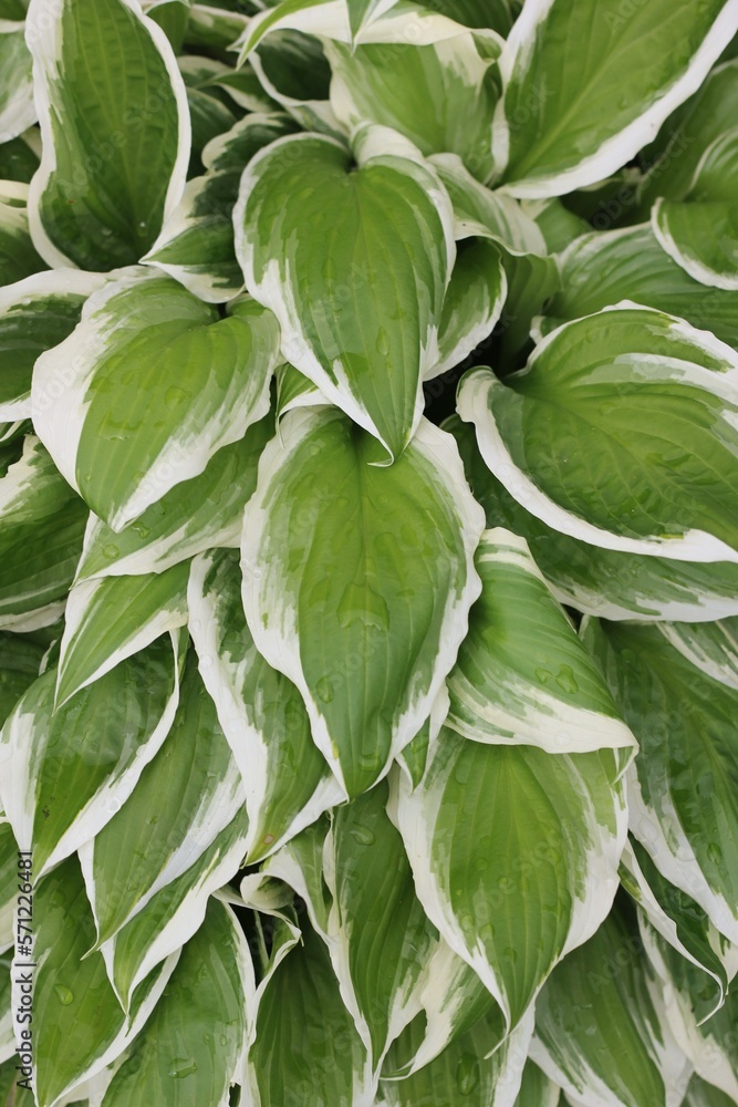 green leaves background green leaves background