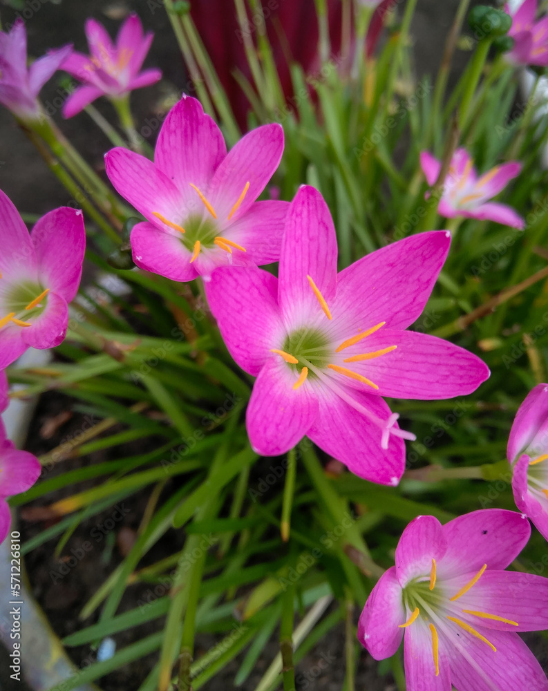 Pink flowers blooming in green leaves plant growing in garden, nature photography, natural gardening background, floral wallpaper Pink flowers blooming in green leaves plant growing in garden, nature photography, natural gardening background, floral wallpaper
