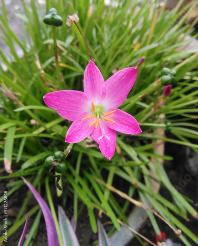 Beautiful pink crocus flower blooming in green leaves plant growing in garden, nature photography, natural gardening background, floral wallpaper 