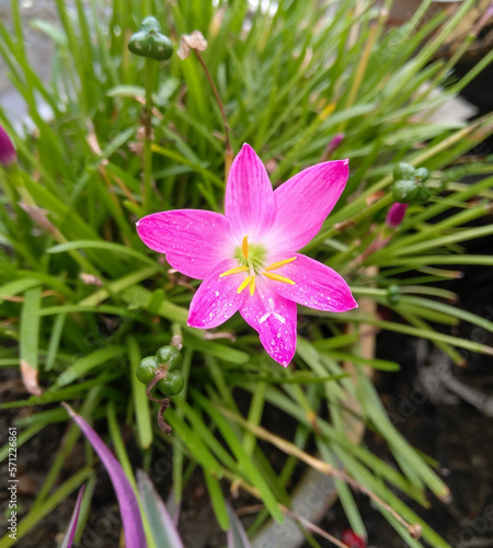 Beautiful pink lower blooming in garden, nature photography, natural gardening background, floral wallpaper, closeup of petals and pollen 