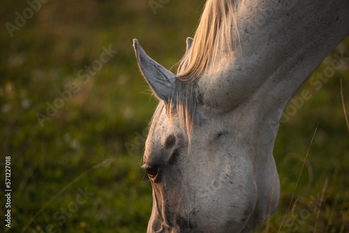 portrait of a white gray horse in summer in green leaves on the field