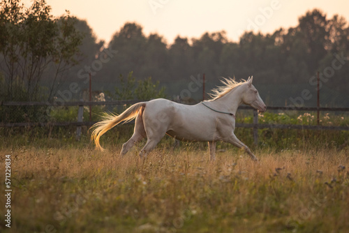 a pink wild horse gallops across a field at sunset