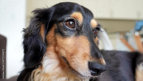 Cute dachshund dog sitting up  looking flustered photo