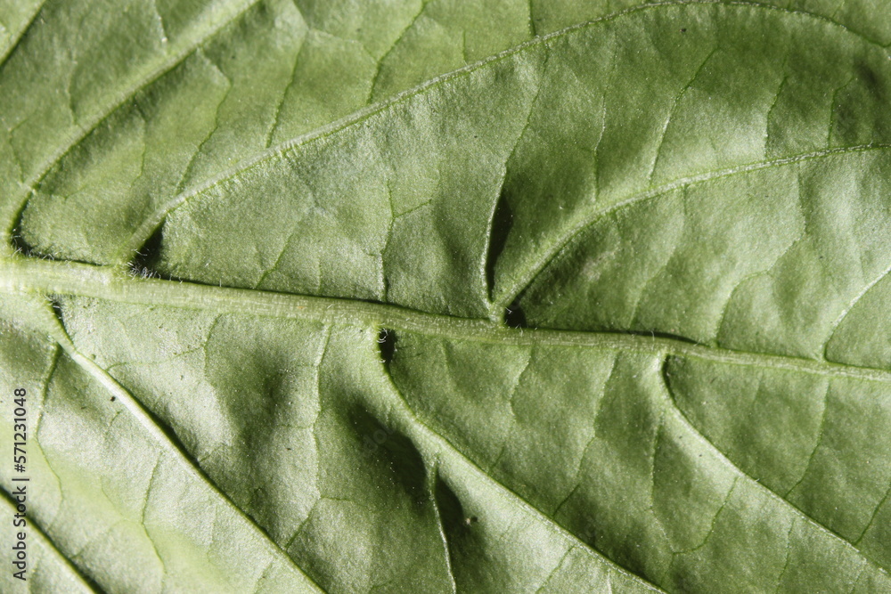 Fototapeta premium Green basil leaf with veins close up