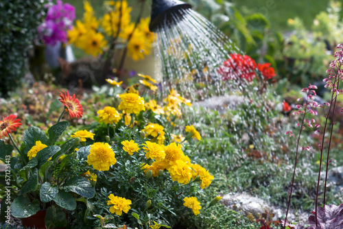 Fototapeta Naklejka Na Ścianę i Meble -  Colorful flowers are watered with watering can in flower garden, planted yellow color marigold and other flowers are watered in rockery, floriculture and the flower planting concept