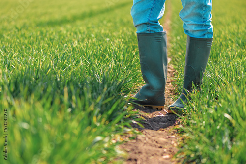 Farmer in rubber boots standing in green wheat seedling field and examining crops