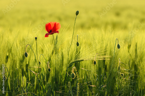 Papaver rhoeas or red poppy flower in cultivated barley crop field