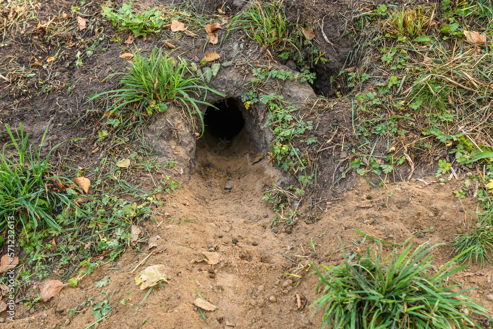 Coney or european rabbit hole in the ground in Halmstad, Sweden Coney or european rabbit hole in the ground in Halmstad, Sweden