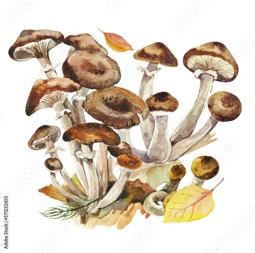 Armillaria-Ostoyae-Mushrooms-Isolated-in-Watercolor-Style