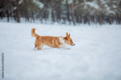 Corgi dog in the snow. Dog in winter. Dog in nature.