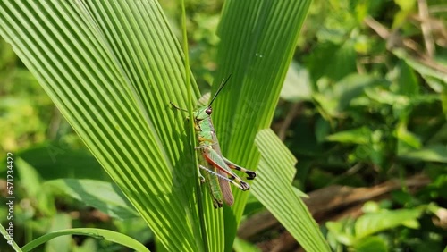 A single green grasshopper clings to a leaf.