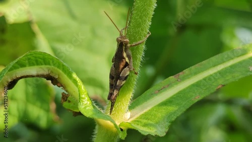 A single green grasshopper clings to a leaf.