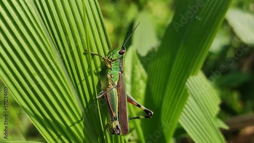 A single green grasshopper clings to a leaf.