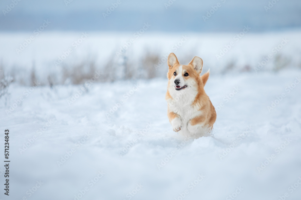 Corgi dog in the snow. Dog in winter. Dog in nature.