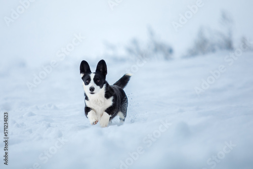 Corgi dog in the snow. Dog in winter. Dog in nature.